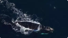 North Atlantic Right Whale