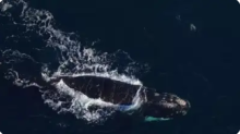 North Atlantic Right Whale